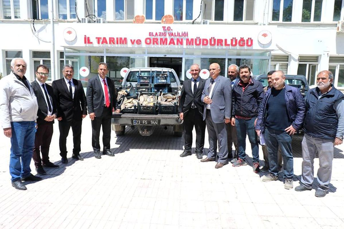 Elazığ\'da 1 ton 150 kilogram kaçak avlanan balık yakalandı