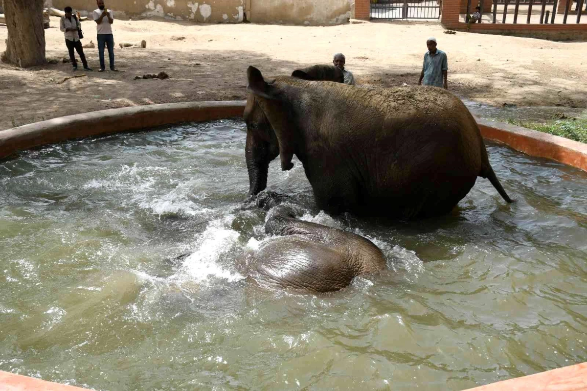 Pakistan\'da aşırı sıcaktan bunalan filler banyo yaptı