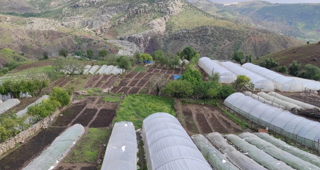 Siirt\'te dolunun zarar verdiği tarım alanlarında hasar tespiti yapıldı