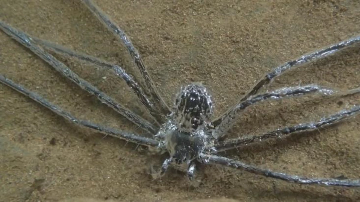 Suyun altında yarım saat kalan örümceğin "gücü" anlaşıldı
