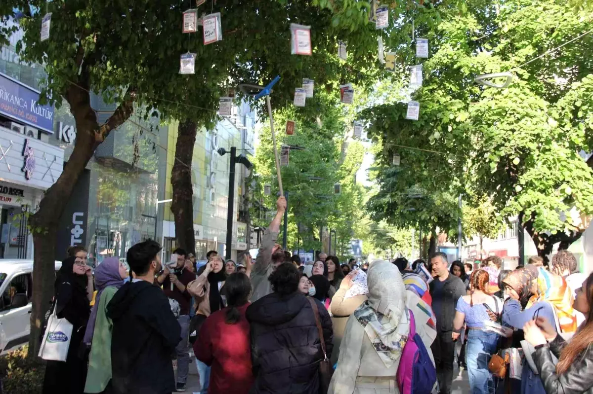 Tarihi çınar ağaçlarından 'kitap' topladılar