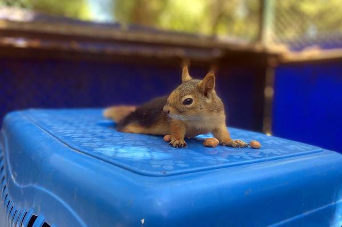 The squirrel, whose hind legs were paralyzed, is under care