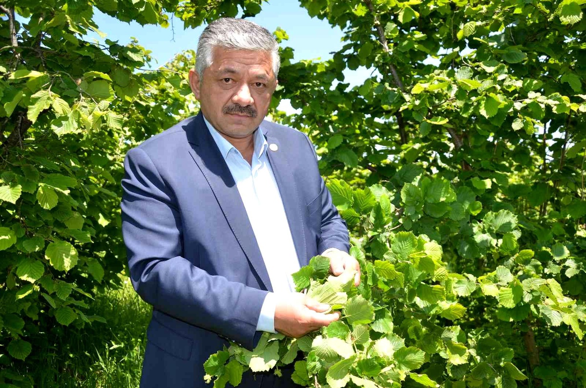Yeni sezon fındık fiyatlarında 50 lira beklentisi