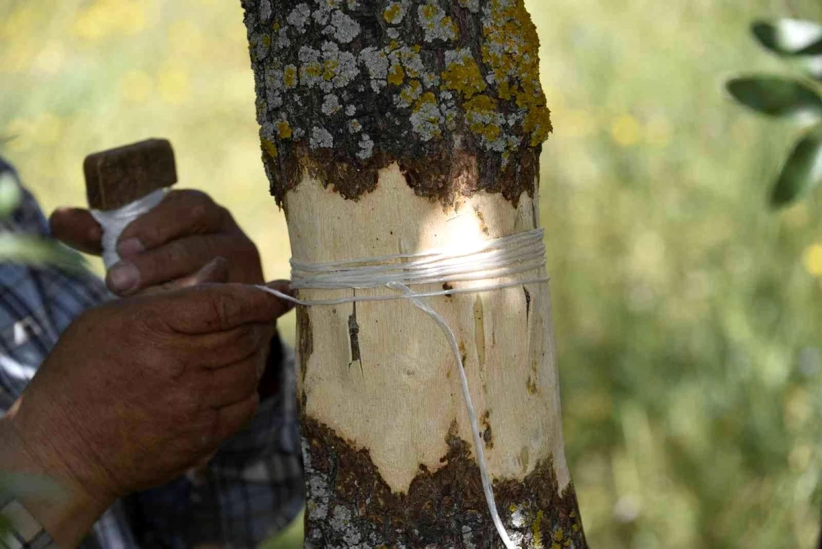 Yunusemre'de 2022 yılı aşılama çalışmaları başladı