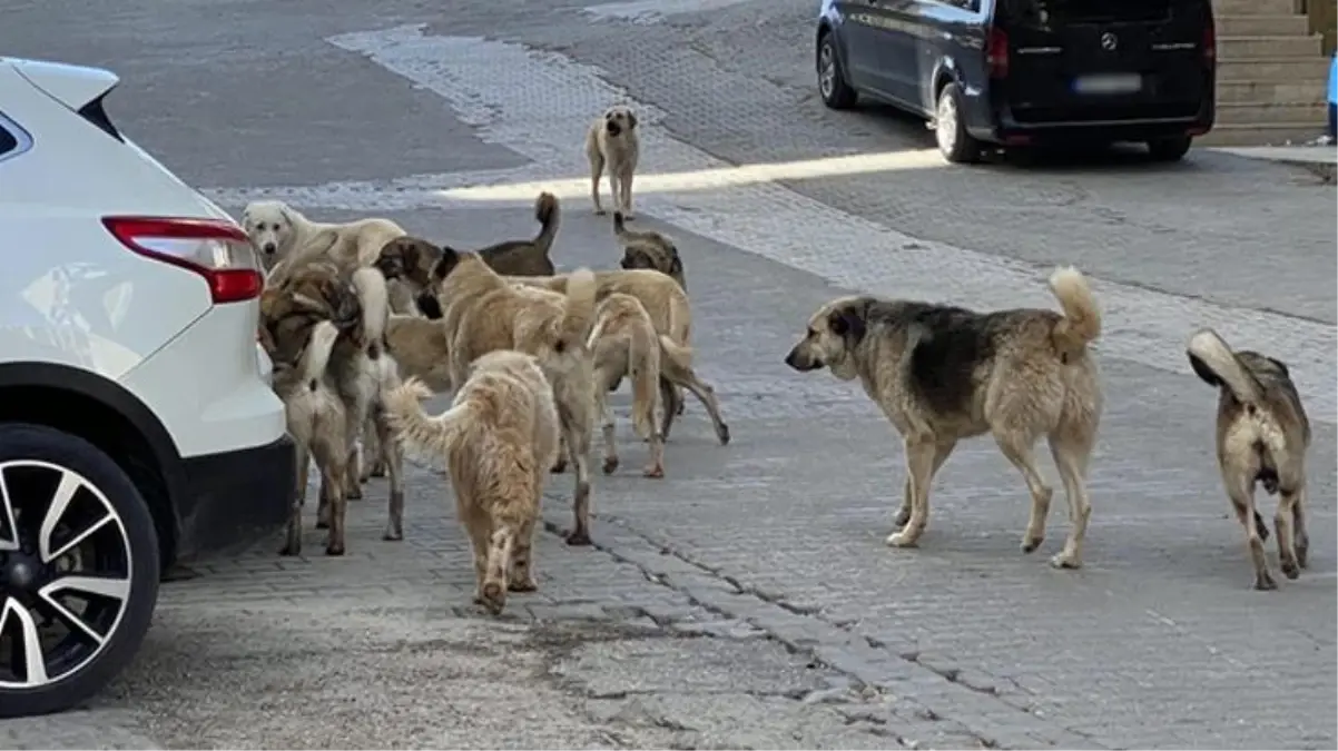 Adana\'da sahipsiz köpeklerden uzaklaşırken düşen kişi yaşamını yitirdi