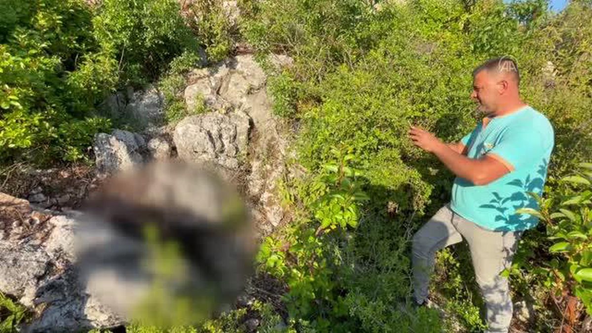 Alanya'da ormanlık alanda öldürülmüş halde 2 köpek bulundu