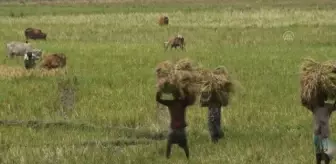 Bangladeş'te Dünya Çiftçiler Günü