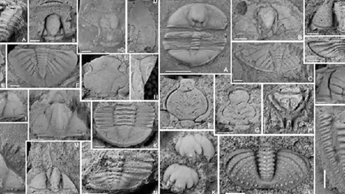 Bilim İnsanları, Çin\'in Yunnan Eyaletinde 400 Milyon Yıl Öncesine Ait Yeni Bir Grup Trilobit Fosili Keşfetti