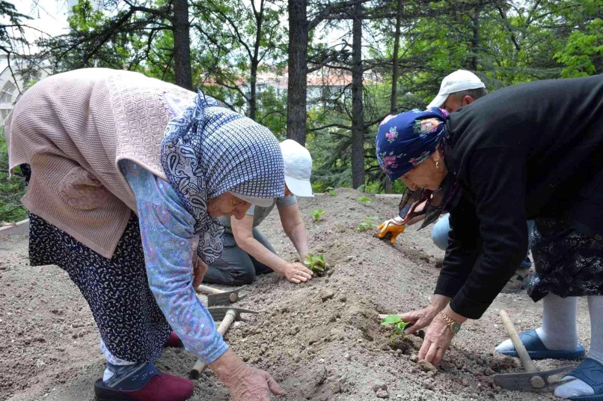 Domates fideleri Gönül Köşkü Huzurevi\'ne dikildi