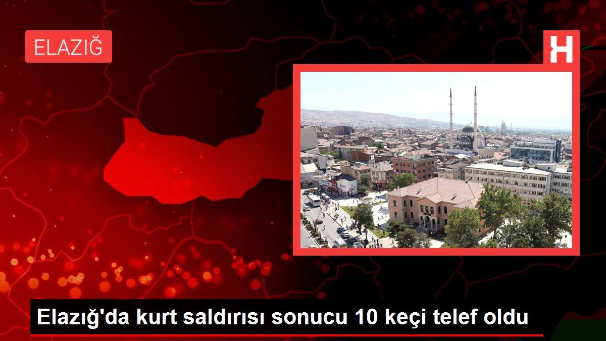 Son dakika haberi! Elazığ'da kurt saldırısı sonucu 10 keçi telef oldu