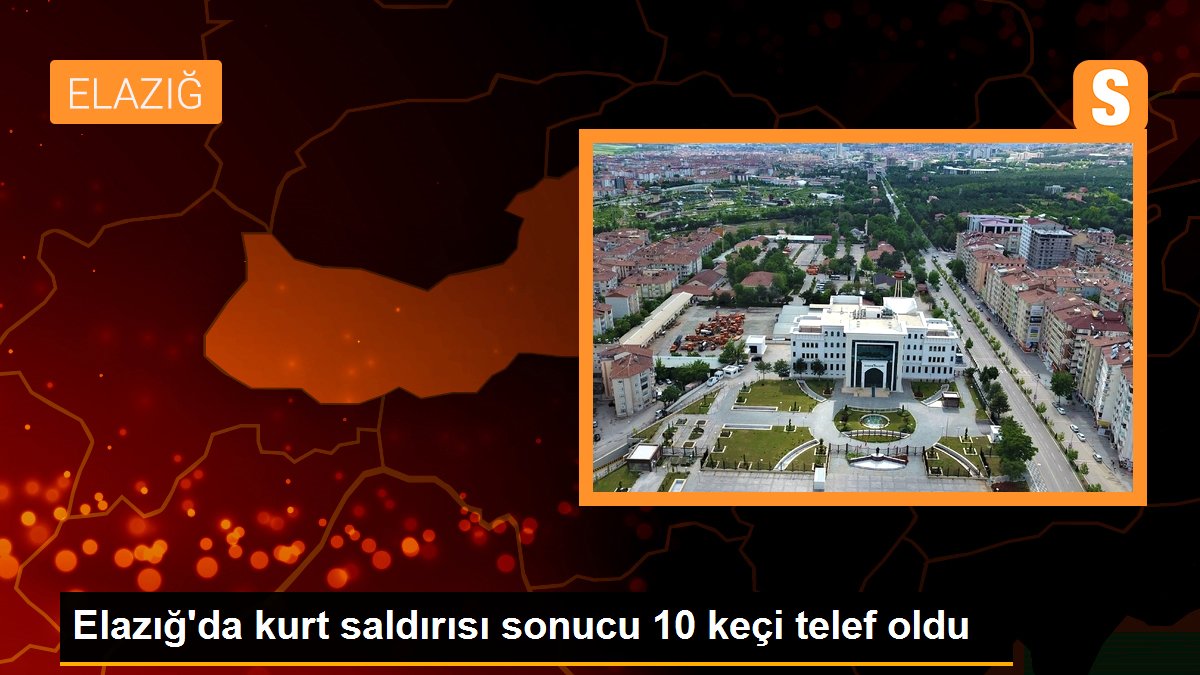 Son dakika haberi! Elazığ\'da kurt saldırısı sonucu 10 keçi telef oldu