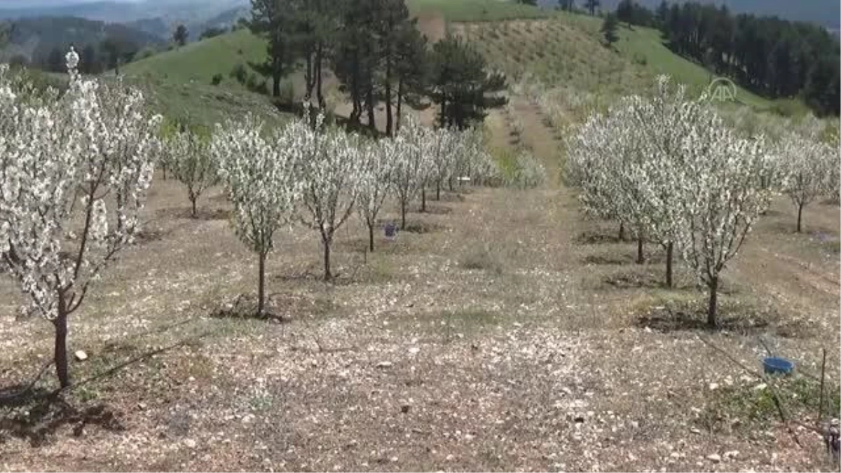 Güney Kore heyeti, Demirci\'de kiraz bahçelerini gezdi