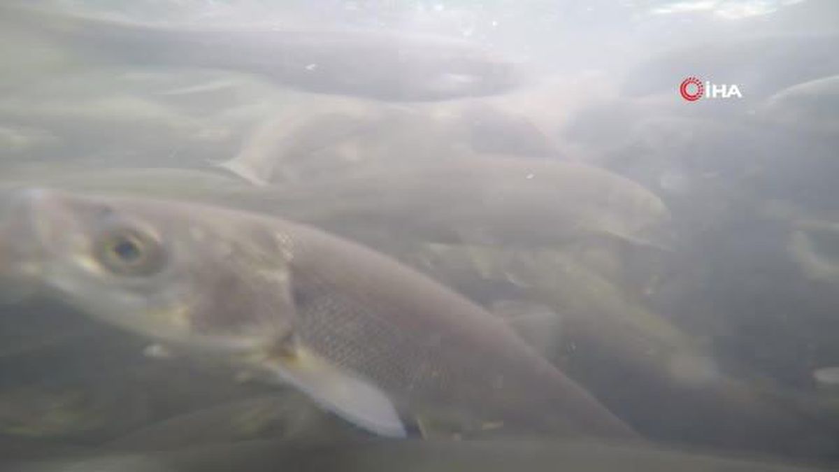 İnci kefalinin muhteşem gece yolculuğu kamerada
