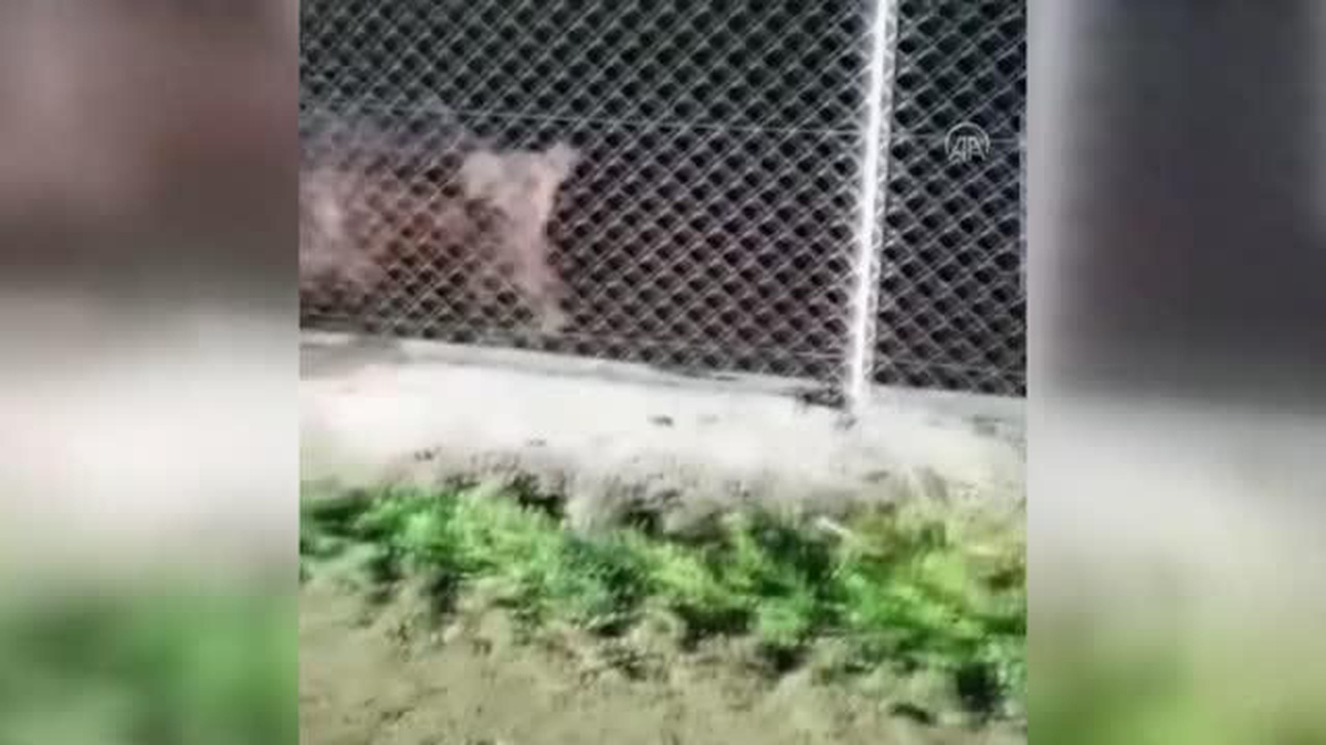 Karabük\'te karaca, ayı ve domuz görüntülendi