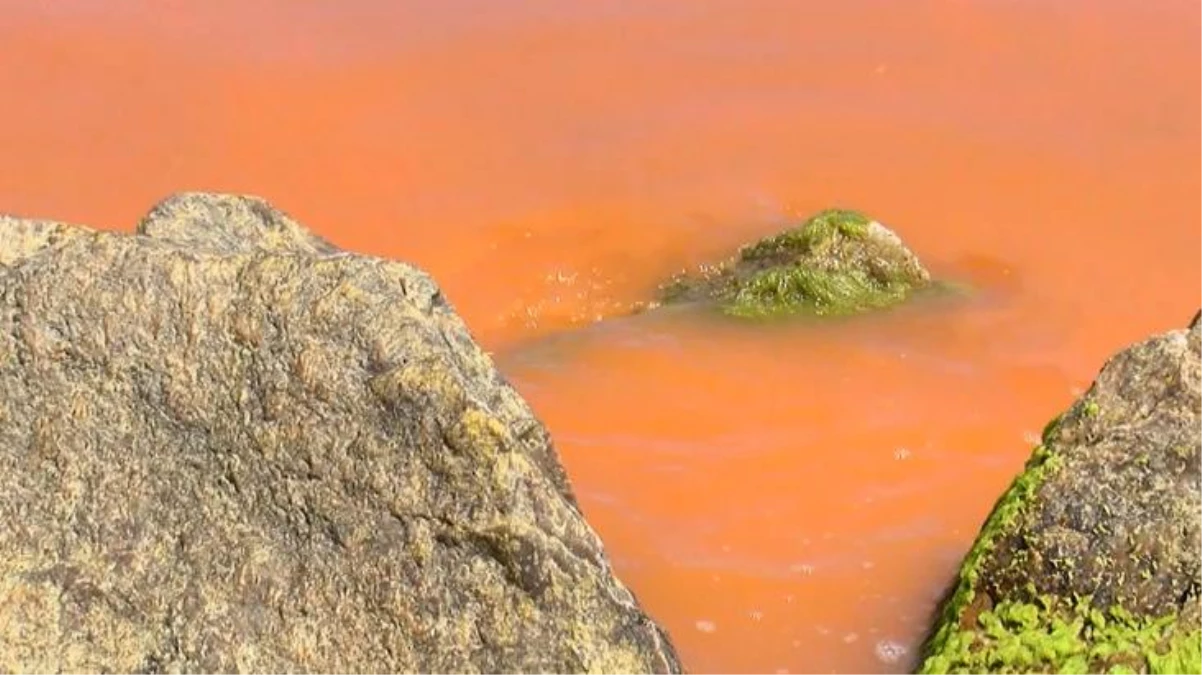 Deniz suyunun rengi değişti! Yetkililer "alg patlaması" olduğunu düşünüyor