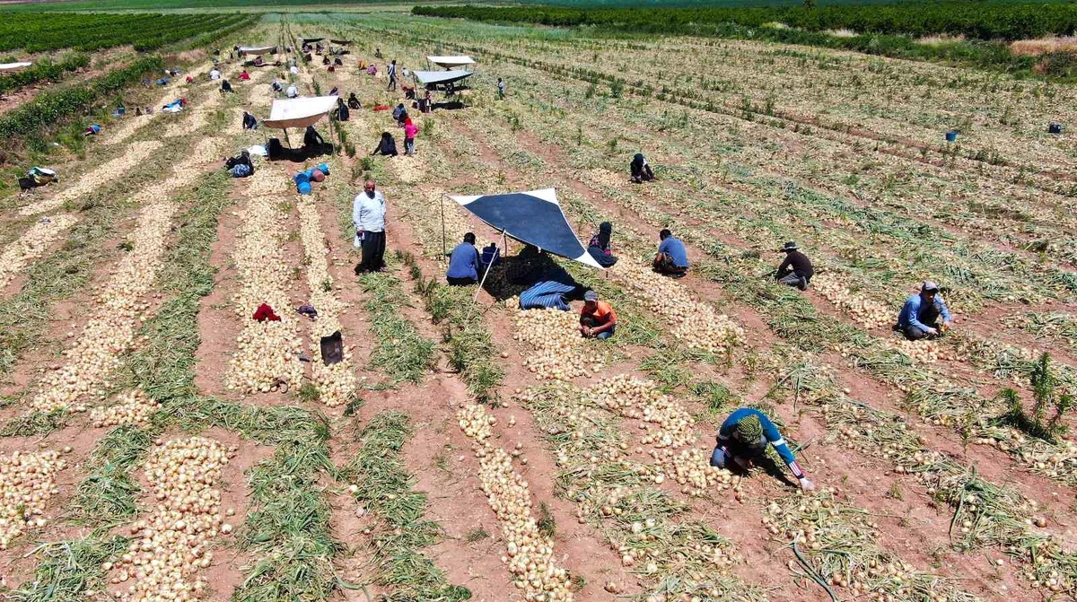 Soğan çiftçinin yüzünü güldürüyor