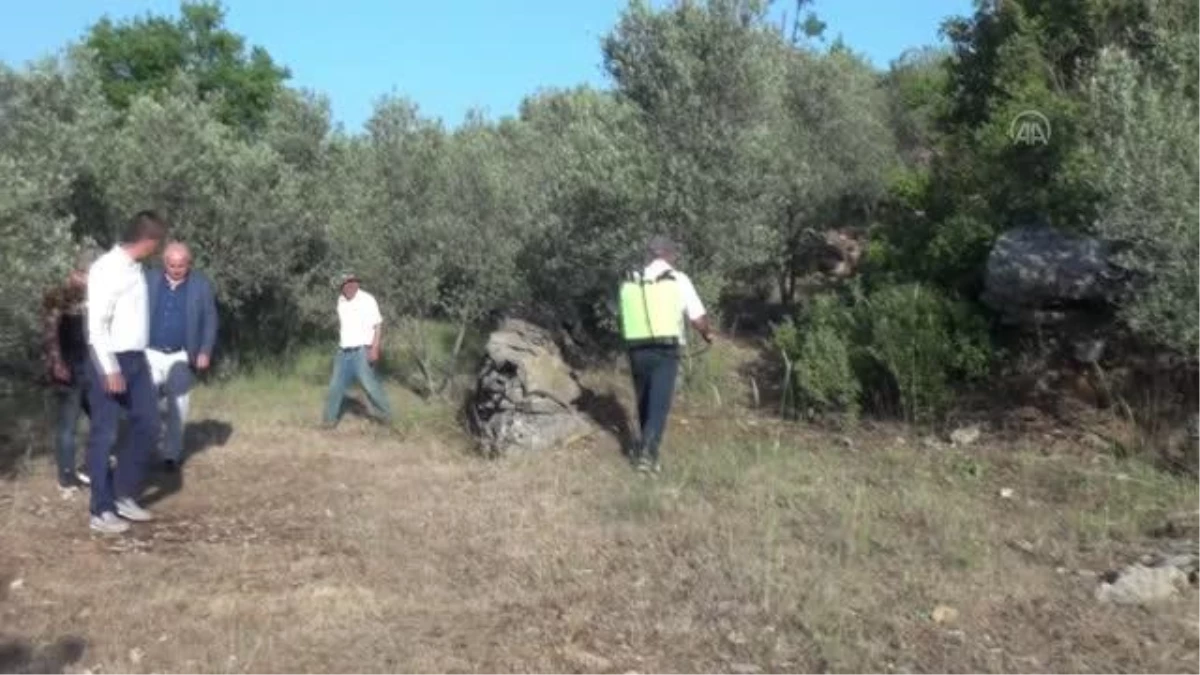 Tarım arazilerine zarar veren çekirgelere karşı ilaçlama başlatıldı