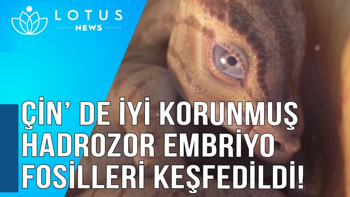 Video: Çin\'de İyi Korunmuş Hadrozor Embriyo Fosilleri Keşfedildi