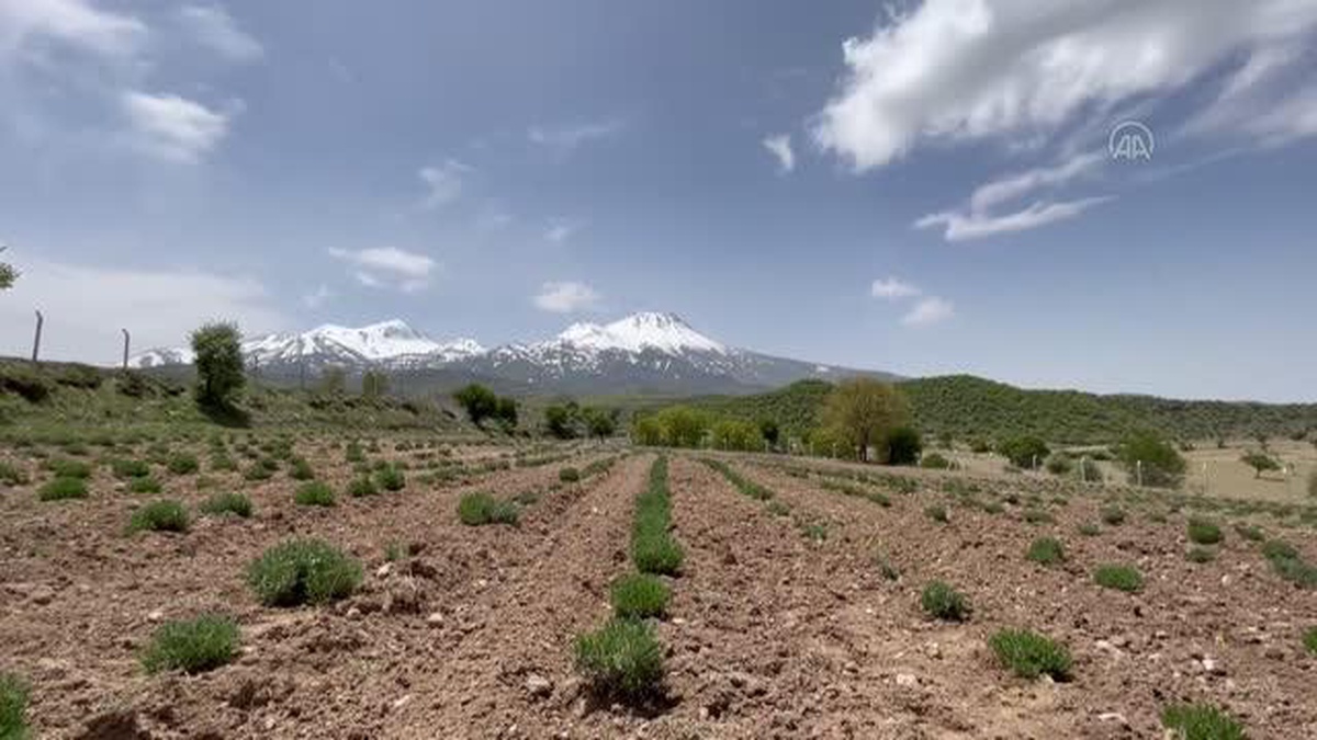 Aksaraylı girişimci kadın aldığı hibe fide desteğiyle tarlasında lavanta yetiştiriyor