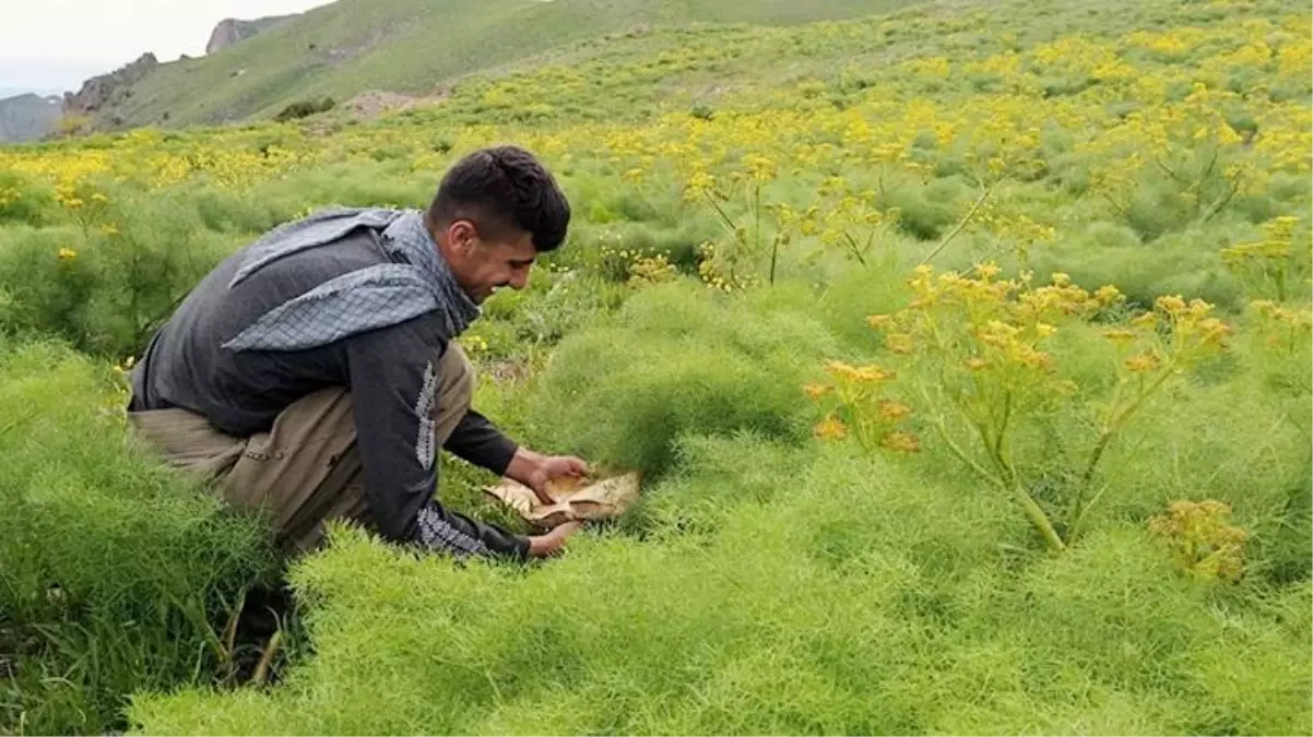 Doğada kendiliğinden yetişiyor, fiyatı cep yakıyor