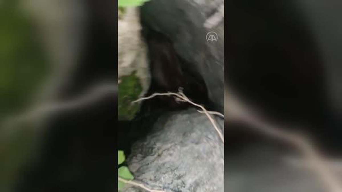 Kayalıklarda mahsur kalan keçi kurtarıldı