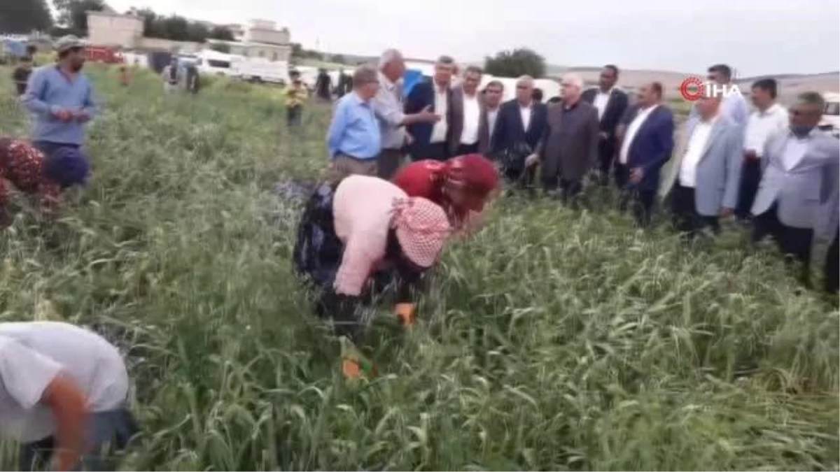 Milletvekili Erdoğan \'Çiftçiler Günü\'nü tarlada kutladı