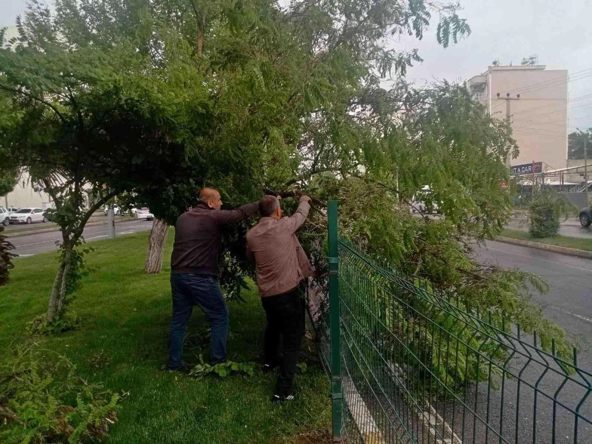 Rüzgar ve şiddetli yağış, ağaçlara zarar verdi