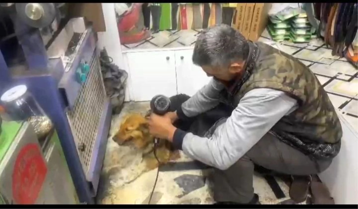 Yağmurda ıslanan sokak köpeğini fön makinesiyle kuruladı