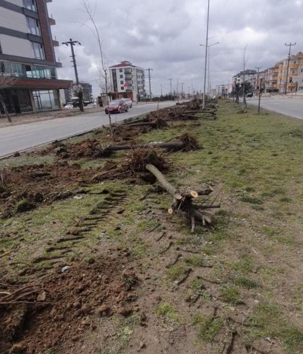 Ağaç katliamı yapan CHP\'li belediyeden ilginç cevap: "Dekora uymuyor"