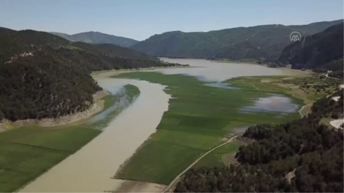 Baraj havzasına buğday eken çiftçilerin ekinlerinin yarısı sular altında kaldı