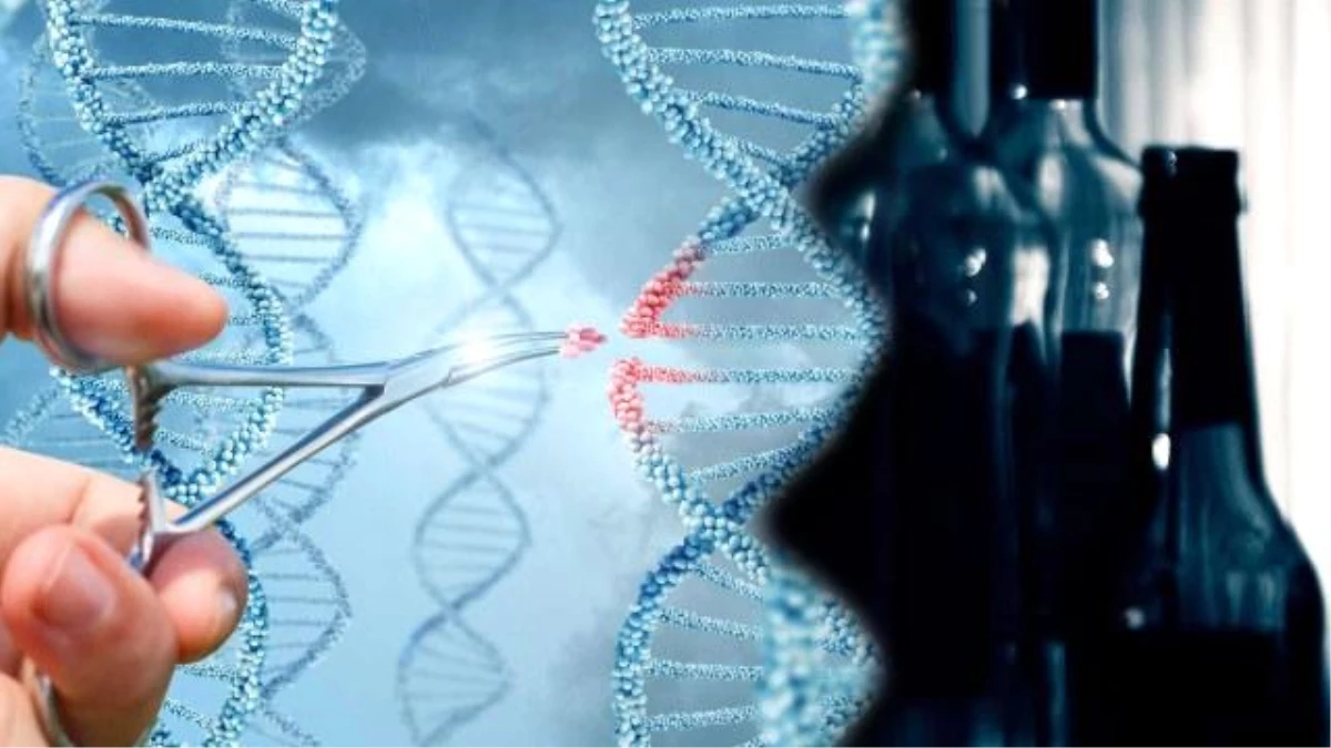 Bilim kurgu filmlerinden gerçeğe: Alkolizme çare gen değiştirme