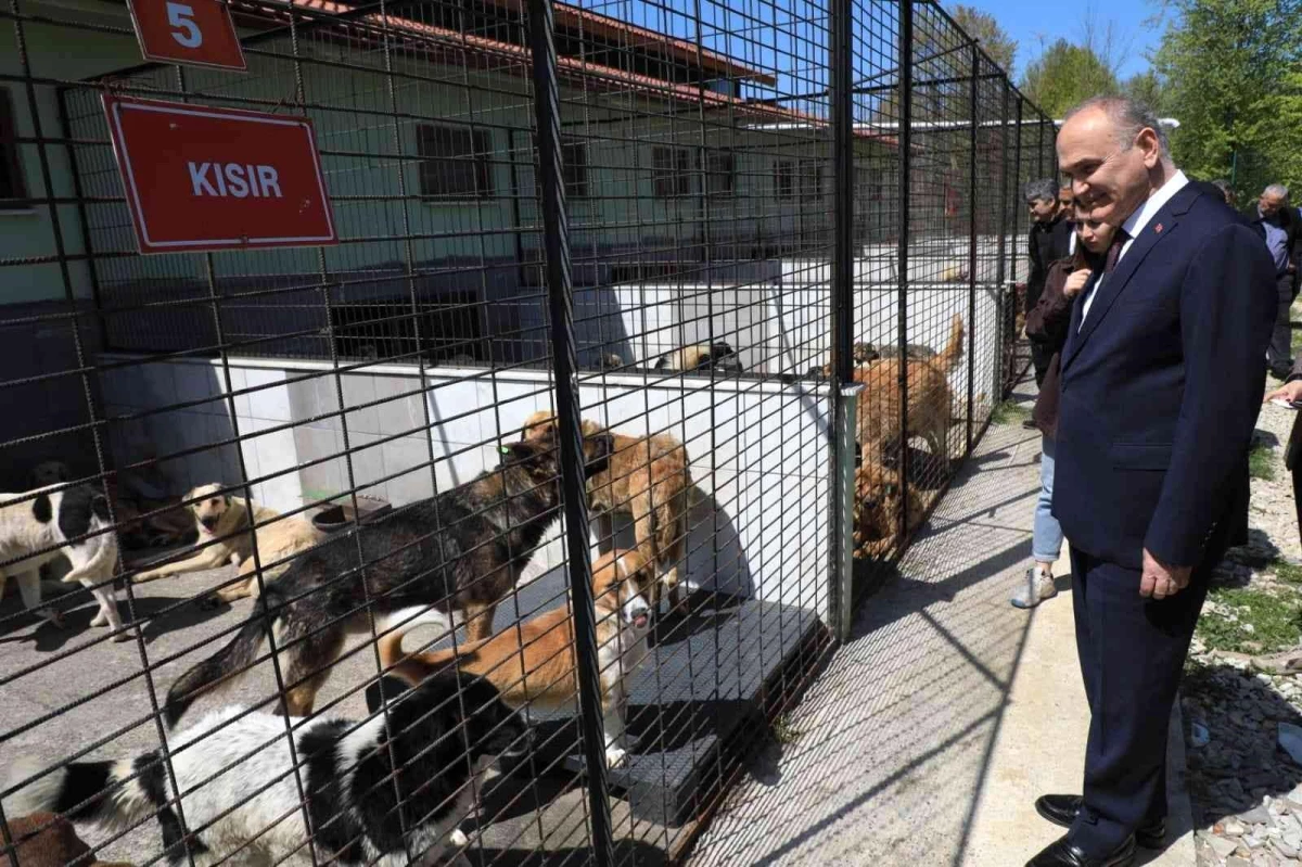 Düzce\'de 15 günde 5 köpek sahiplendirildi