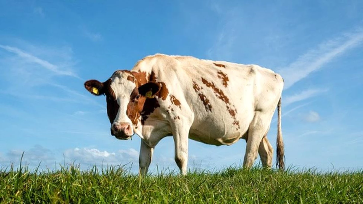 Hollanda\'da çayırda otlayan ineklerin çevreye zarar verip vermediği incelenecek