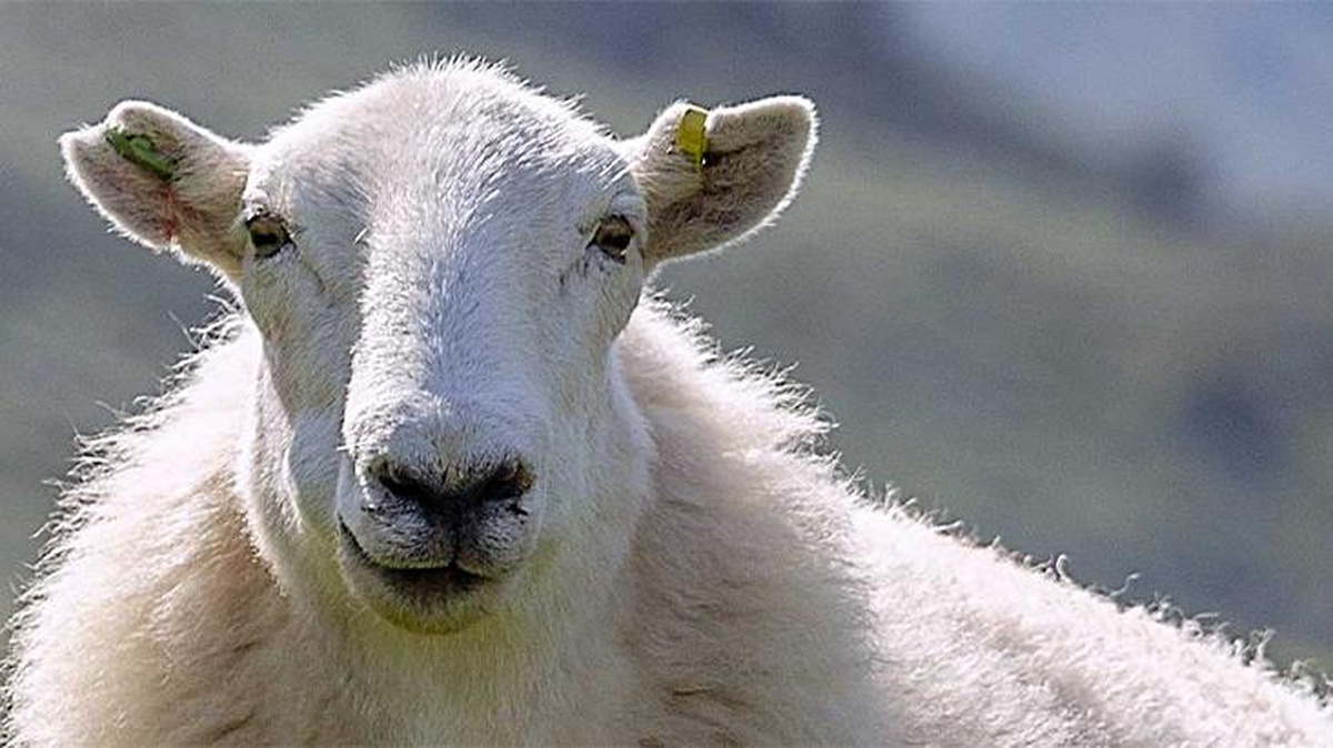 Kurbanlık fiyatları cep yakıyor! Geçen senenin iki katına çıktı