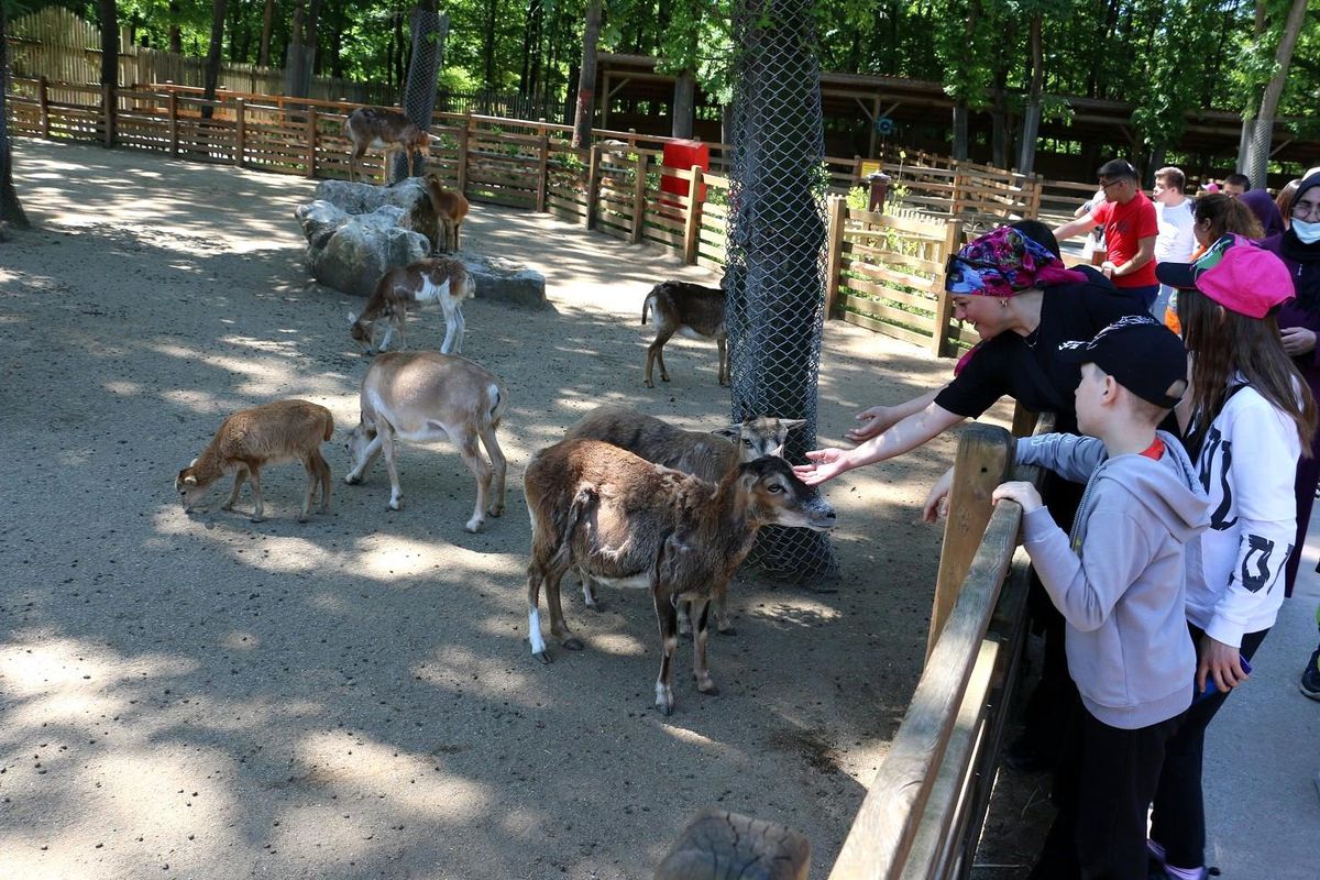 Özel çocuklar Ormanya'yı gezdi