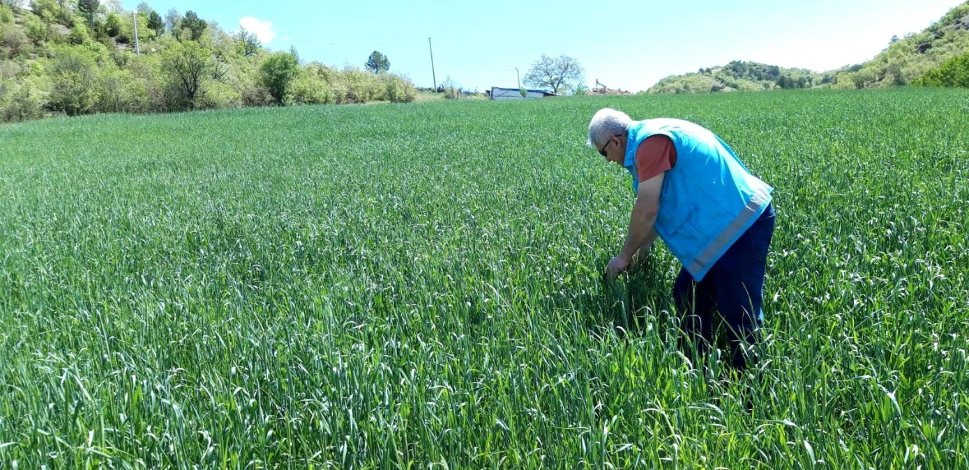 Şaphane\'de buğday ekili alanlarda süne zararlısı ile ilgili saha incelemeleri