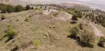 Tarihi Harput'ta 'Despina Hatun Sarayı'nın izlerine ulaşmak için yüzey araştırması yapıldı