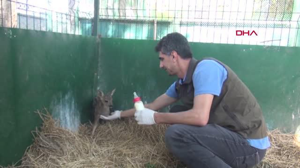 YARALI HALDE BULUNAN KARACA YAVRUSU TEDAVİYE ALINDI
