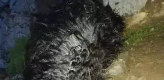 Son dakika haberleri! Yüksekova'da yıldırım düştü; 30 küçükbaş öldü