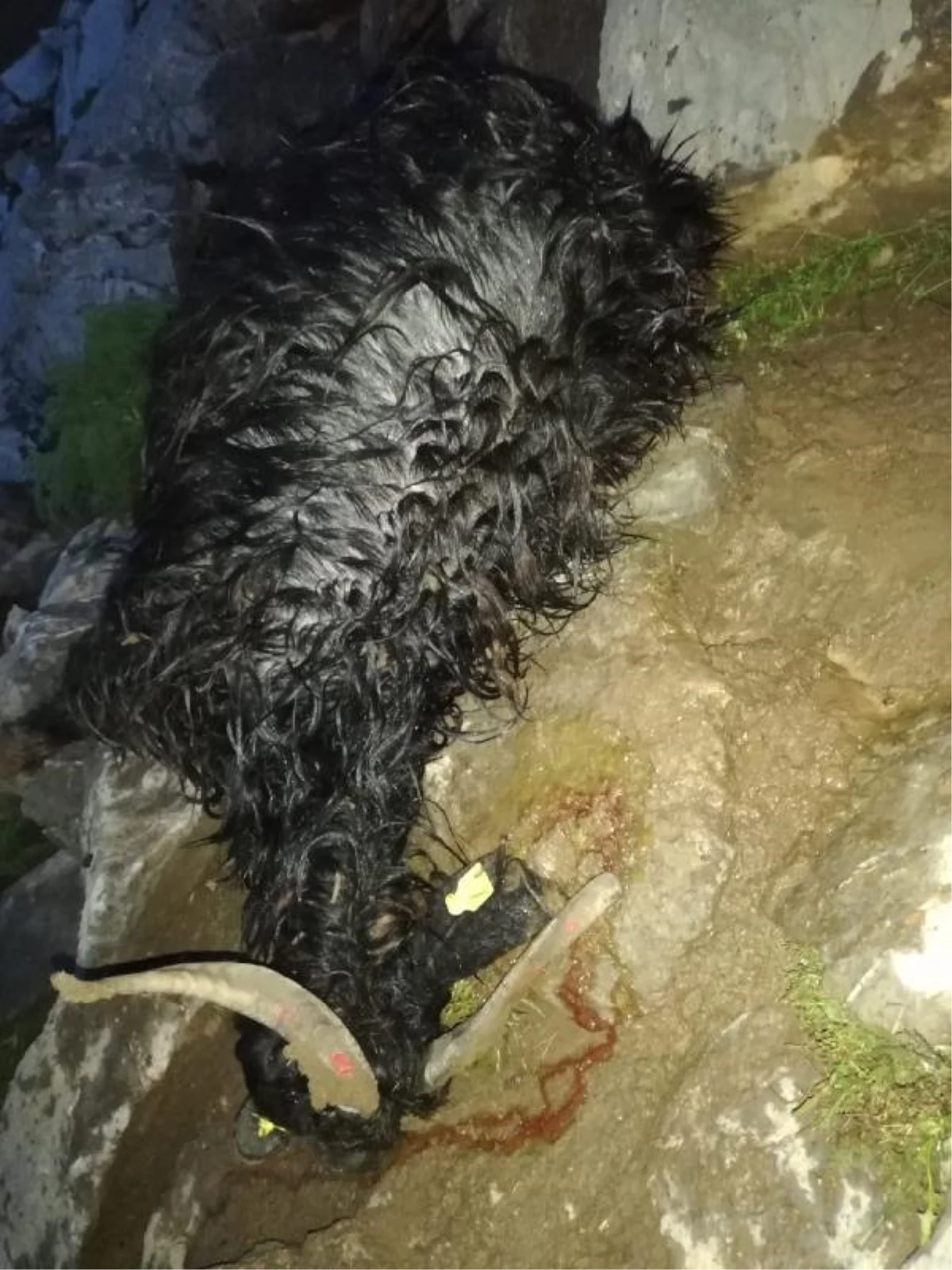 Son dakika haberleri! Yüksekova'da yıldırım düştü; 30 küçükbaş öldü