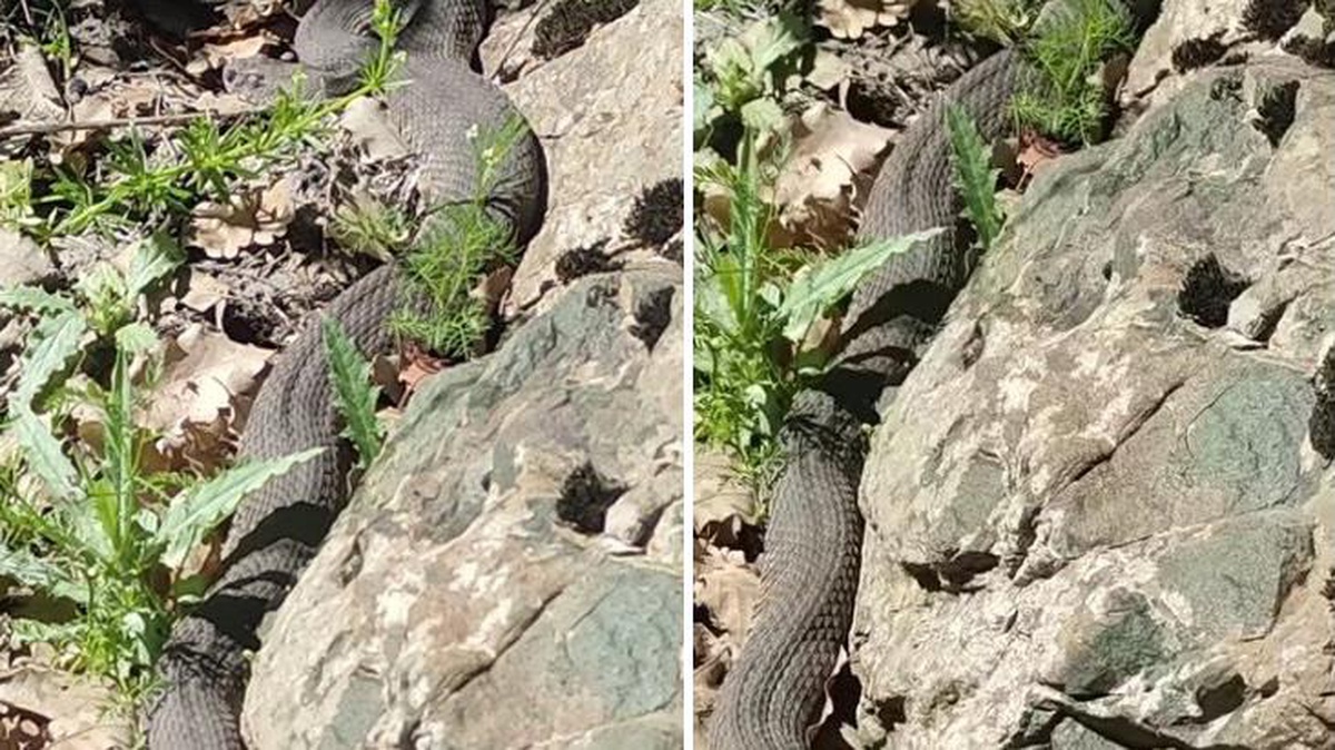 Elazığ\'da görüldü! 3 metrelik dev yılan vatandaşın kamerasına yansıdı