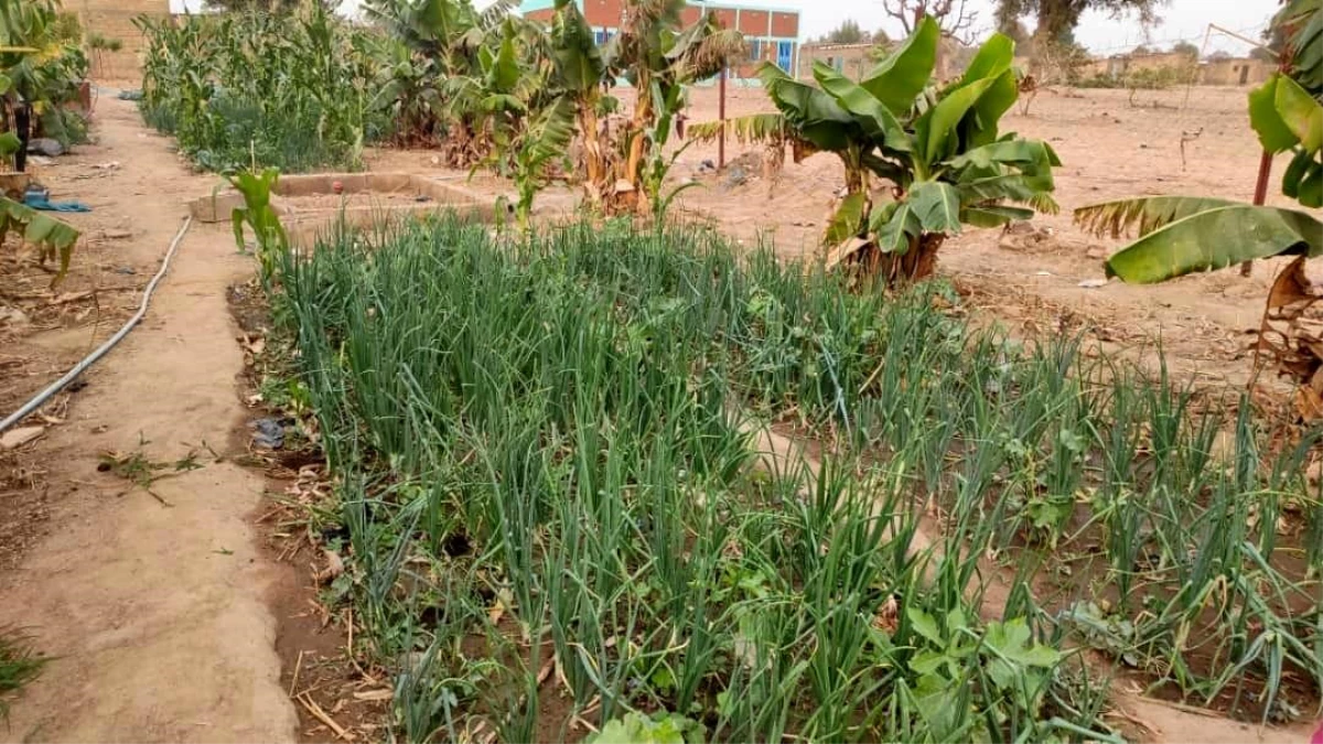 Afrika\'daki kurak alanlar yemyeşil bahçe oldu