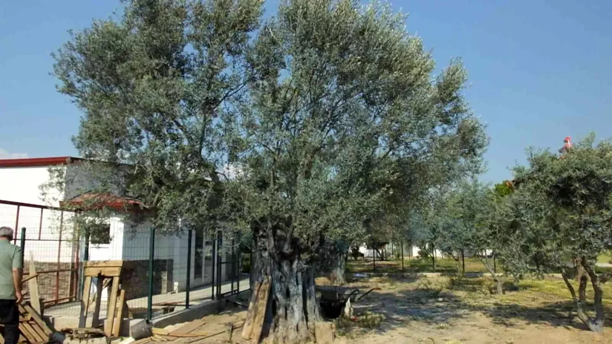 Balıkesirli Gurbetçi 1300 yıllık zeytin ağacı ile dertleşiyor