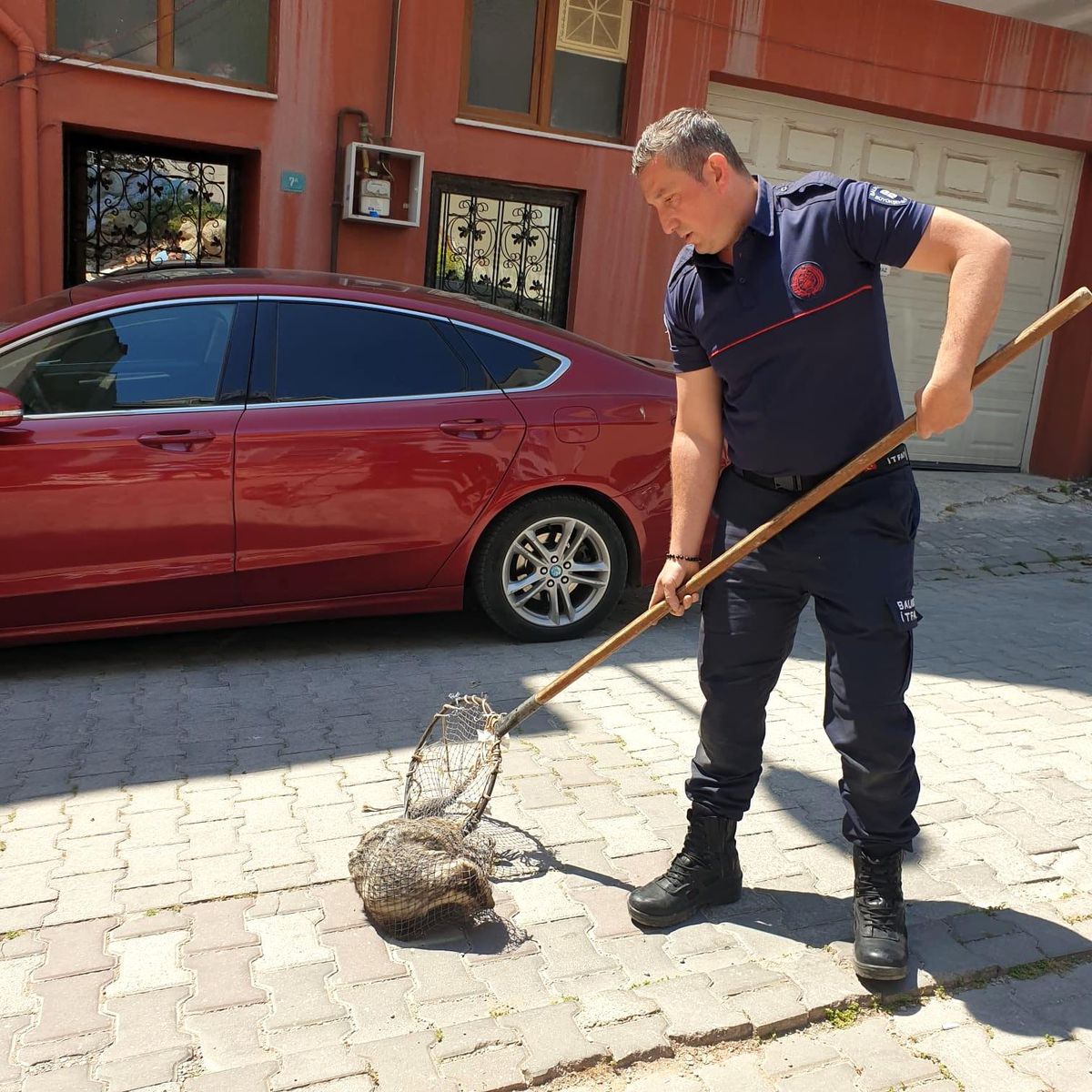 Bandırma\'da cadde üzerinde gezen kokarca itfaiye ekipleri tarafından yakalandı