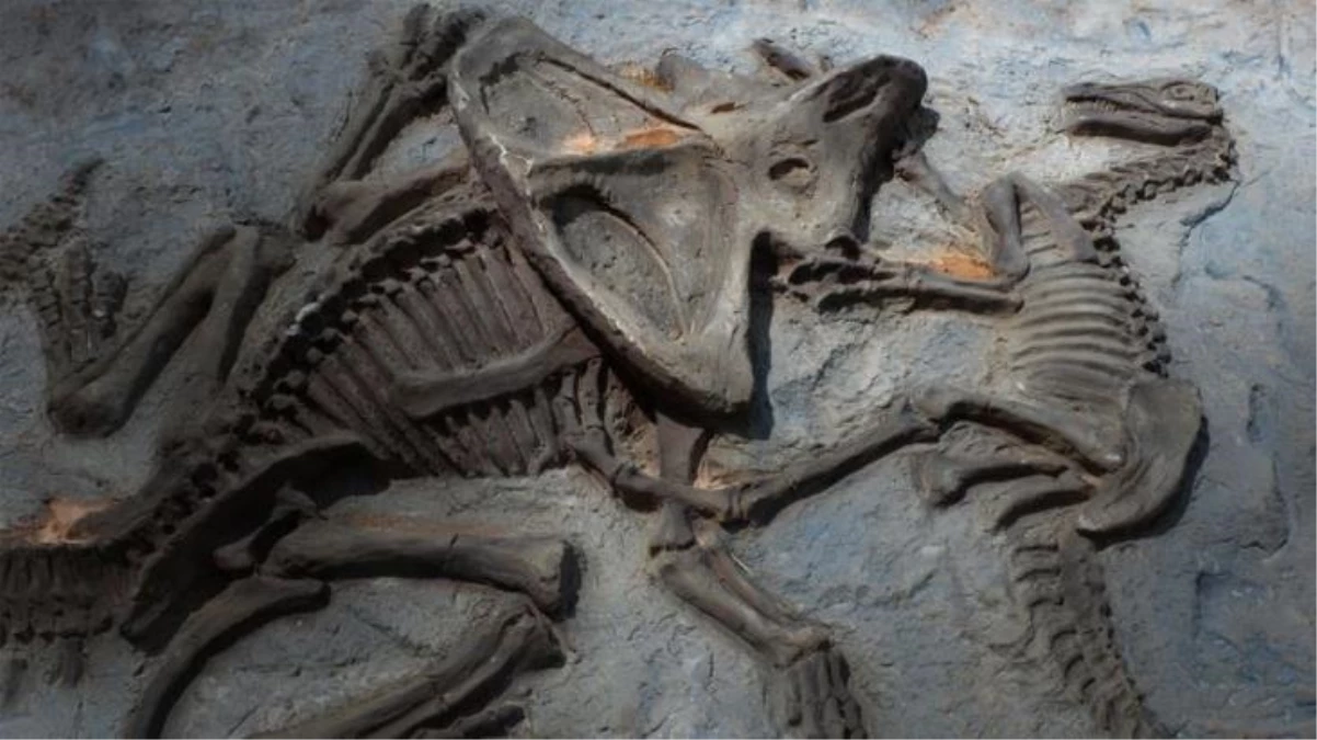 Araştırmacılar, 125 milyon yıllık bir dinozor fosili buldu