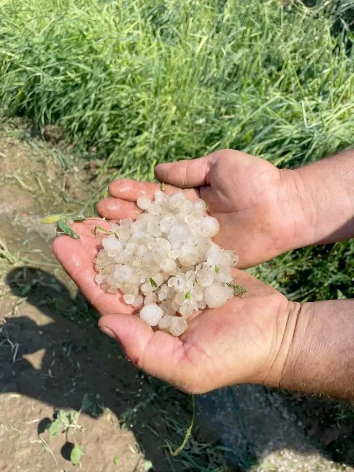 Edirne'de dolu yağışı buğday tarlalarına zarar verdi