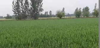 Kadirli'de dolu yağışı tarım arazilerine zarar verdi