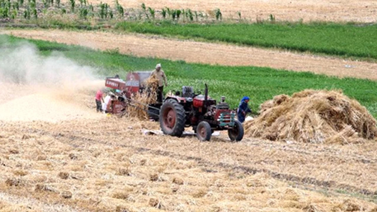 Mısır\'da Yerel Buğday Üretimi Devam Ediyor