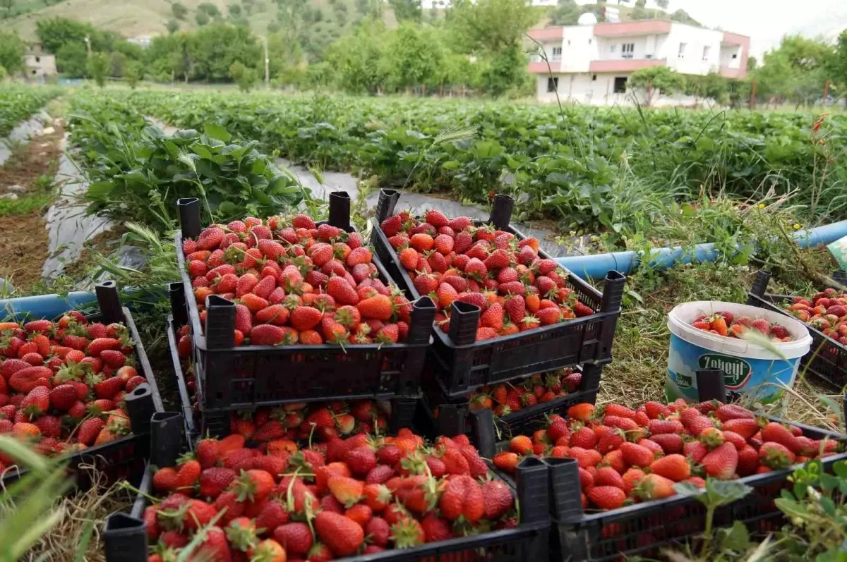 Savaş halinde olan Rusya ve Ukrayna\'ya Sason çileği