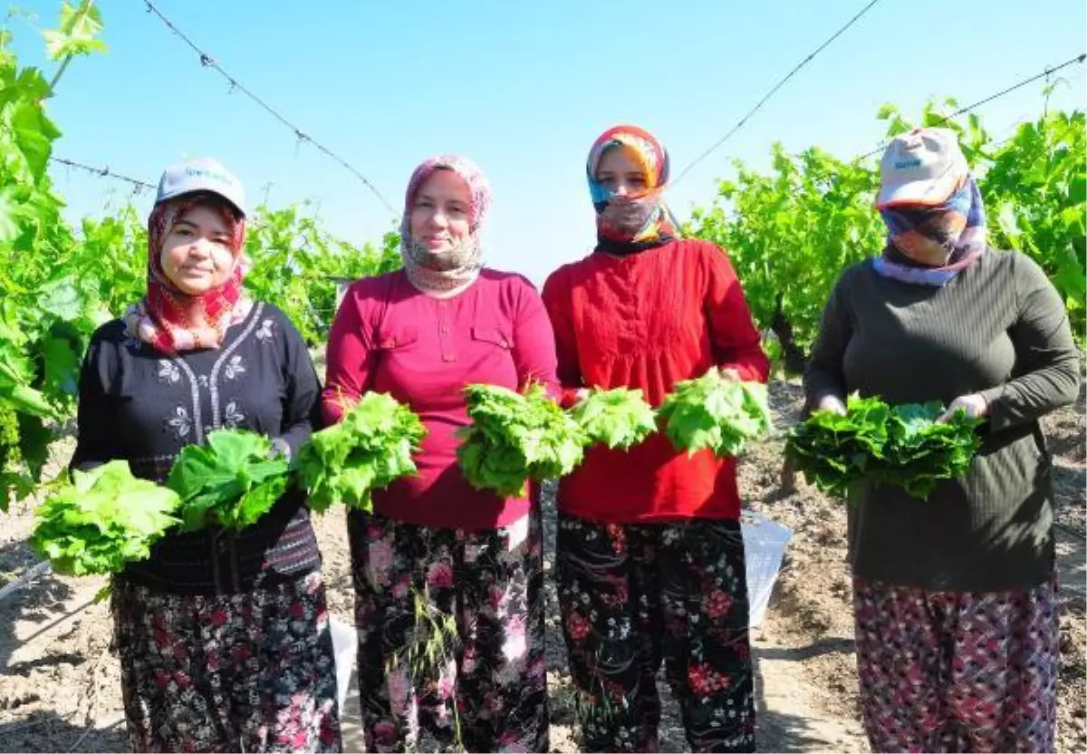 SULTANİ ÇEKİRDEKSİZ ÜZÜMÜN YAPRAĞI DA GEÇİM KAYNAĞI